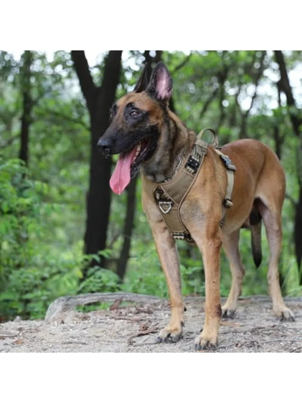 Adjustable Dog Halter Harness with Metal Buckles | Vest for Large Breeds